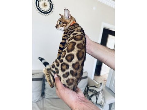 Saf kan bengal