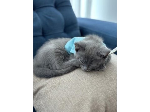 1.5 aylık erkek kedi