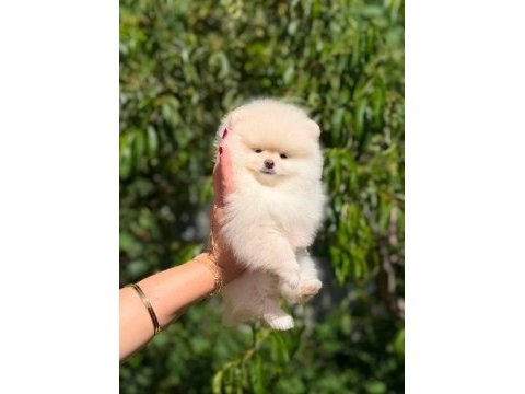 Oyuncak değil gerçek pomeranian boo