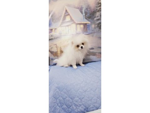 Pomeranian baby face