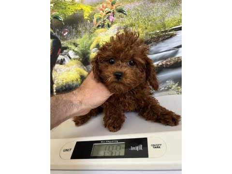 Çok tatlı 3,5 aylık orijinal toy poodle dişi yavru