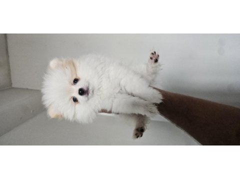 2 aylık dişi pomeranian