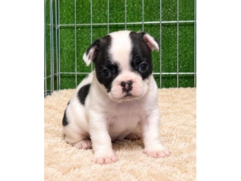 Sağlıklı fransız bulldog yavrular