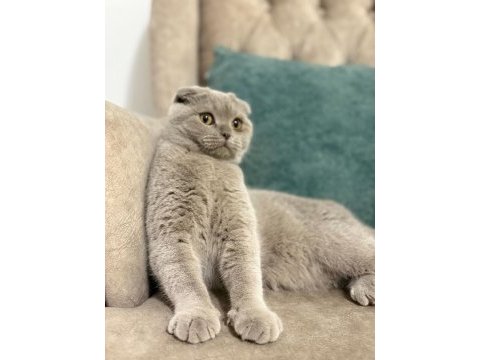 Tamamen uysal aşılar tam 1 buçuk yaşında scottish fold