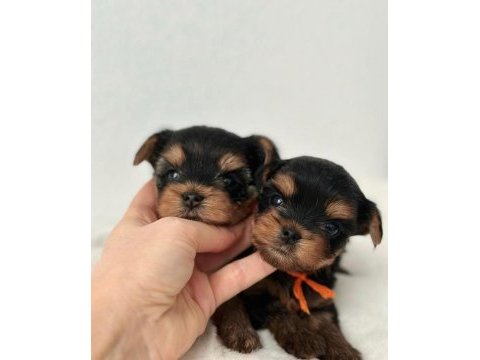 1.250 gr yorkshire terrier yavrular uygun