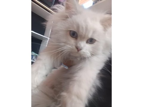 British longhair