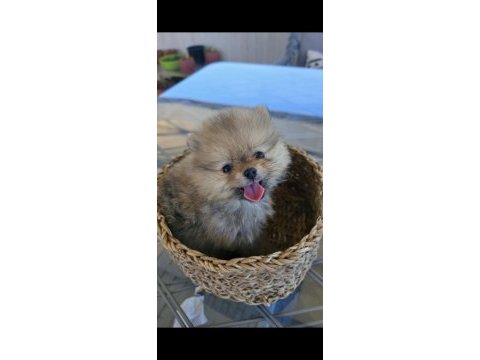 Irk garantili saf kan pomeranian