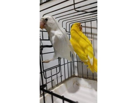 Lutino albino takım papağanlar
