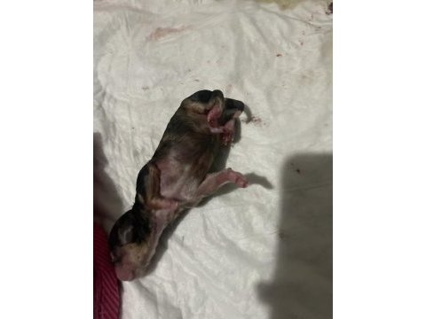 Nadir bulunan 4 renk merle poodle