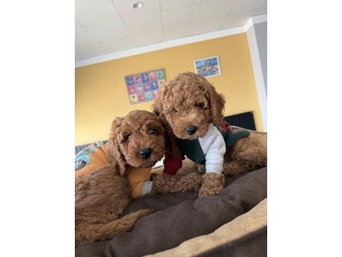 Toy poodle yavrular her ile aynı gün gönderilir
