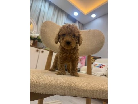 2 aylık maltipoo yavrularımız