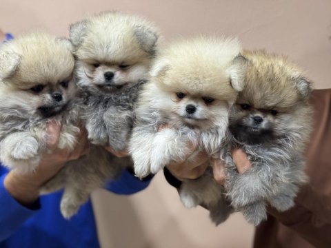 Petmode köpek çiftliğinden  tea cup teddy pomeranian
