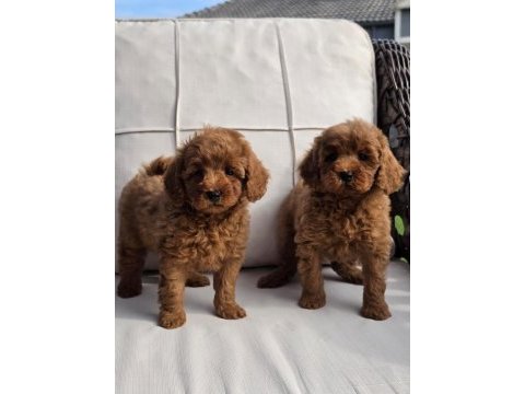 Hipoalerjanik toy poodle bebeklerim