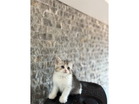 Safkan brıtısh shorthair yavrularım 