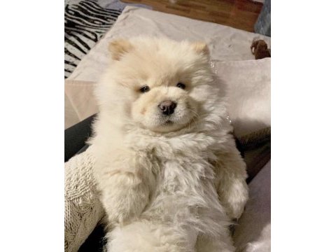 Çin aslanı chow chow yavrularımız