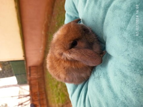 Hollanda mini lop tavşanı yavrular
