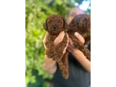 Poodle yavrular