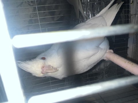 Hazır erkek albino sultan papağanı