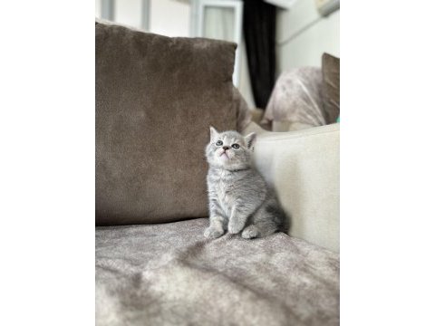 Silver british shorthair disi