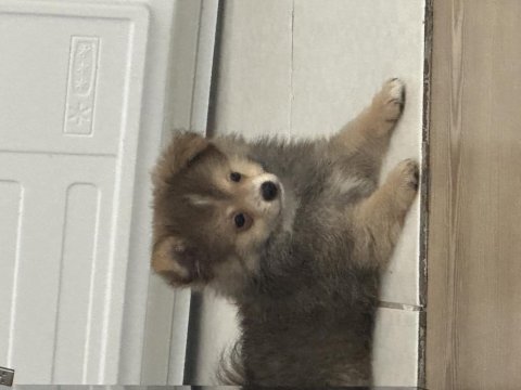 2 aylık pomeranian spitz yavrular