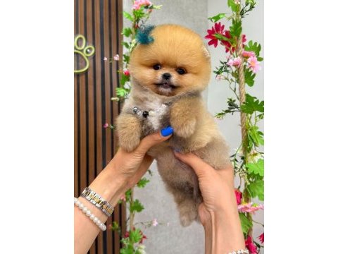 Orjinal pomeranian boo 