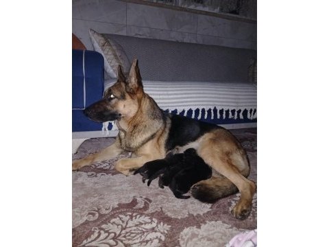 Safkan k9 yavrular yeni sahiplerini bekliyor