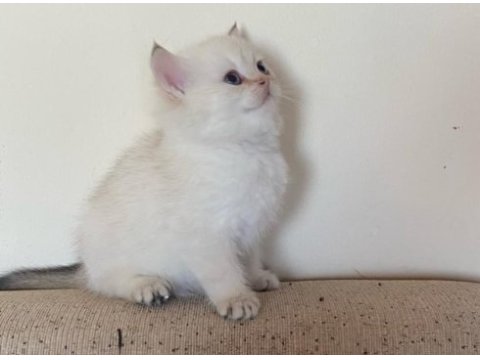 Dünyalar güzeli british shorthair yavrular