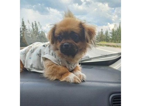 Pekinez köpeğimi sahiplendireceğim ücretsiz