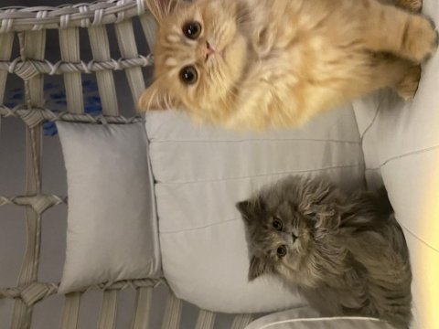 Yavrularıma yuva chinchilla