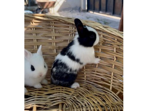 Hollanda cüce tavşanlar (netherland dwarf)