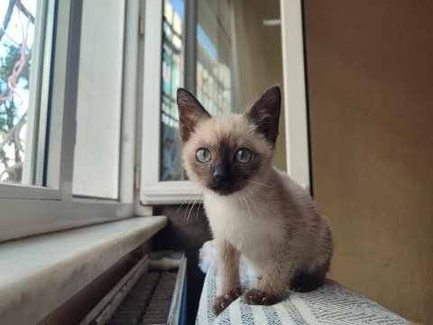 Siyam kedisi dişi yavru
