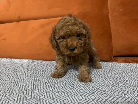 Bebeklerimiz ırk garantili toy poodle