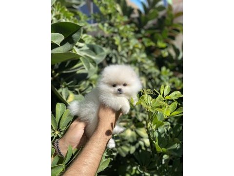 İthal pomeranian bebekler