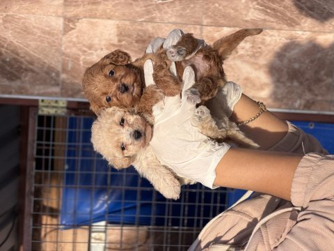 Maltipoo bebeklerimiz 