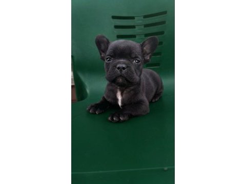 A kalite french bulldog yavrular