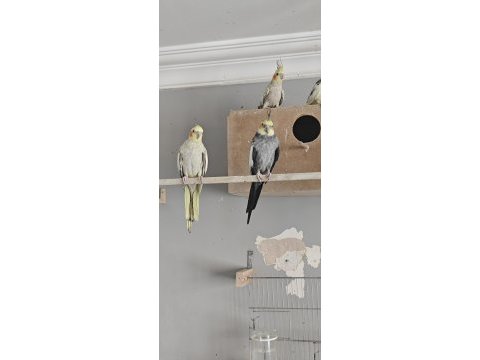 Sağlıklı yavru veren genç takım sultan papağanlar