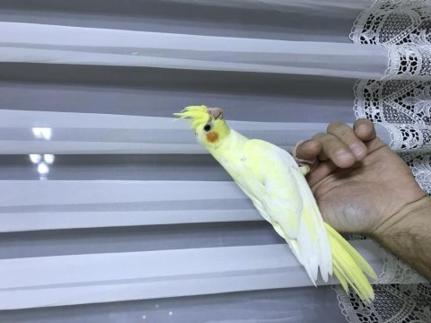 Bebek lutino sultan papağanı