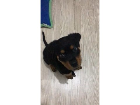 70 günlük rottweiler