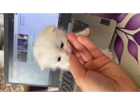 Mersin scottish fold british shorthair kedi