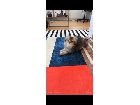British longhair golden black