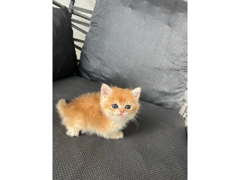 Show kalite orange british shorthair