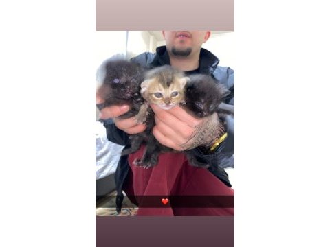 Yavru kedilerimiz sahiplendirilecek
