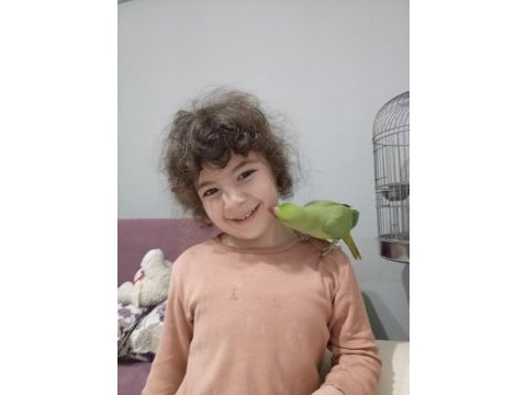 Pakistan papağanımız 1 yaşında
