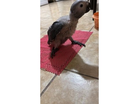 Jako bebek papağanımız