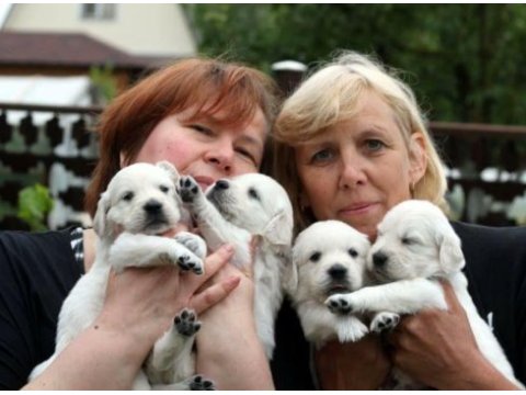 Golden retriever kapıda ödeme hizmetimiz vardır