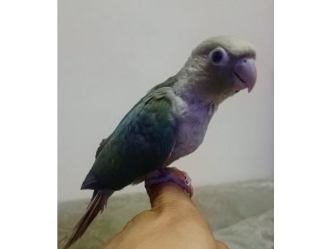 El besleme konur bebek