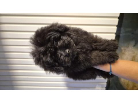 3 aylık anne altından poodle yavrular