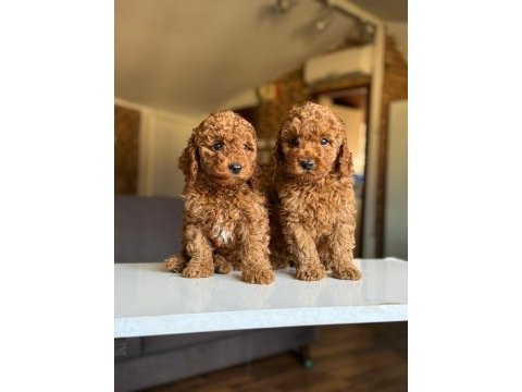 Çiftlikten poodle yavrularımız dişi ve erkek
