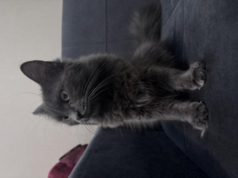 Ücretsiz 6 aylık british longhair