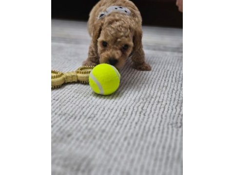 Toy poodle 3 aylık
